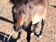 miniture shetland pony